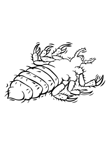 Louse Parasite Coloring Page